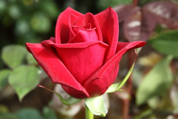 Rose Cherry Love - Standard Rose - Roses - Flowers by category | Sierra ...
